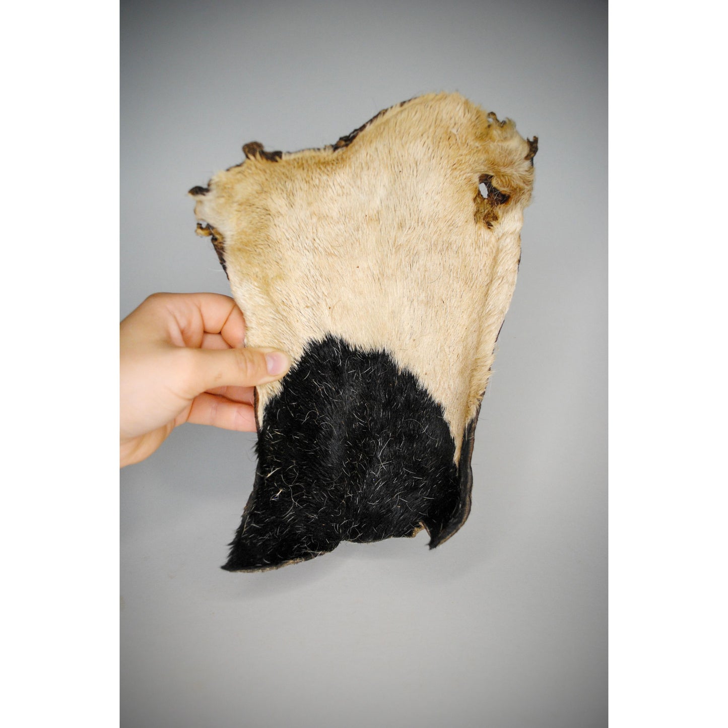 Hand holding a piece of dried cow skin with black and beige colors on a gray background