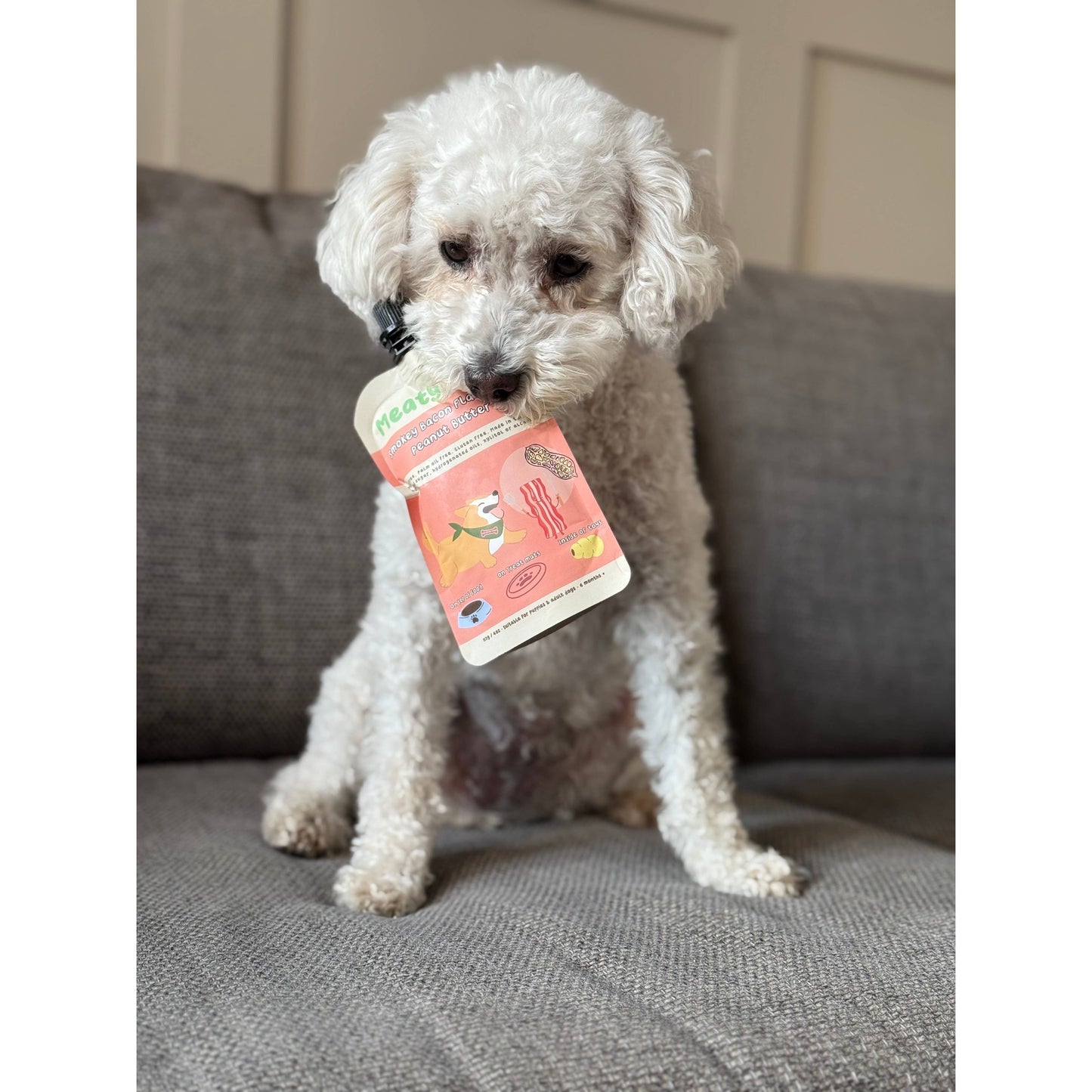 White dog holding a pink package on a gray couch