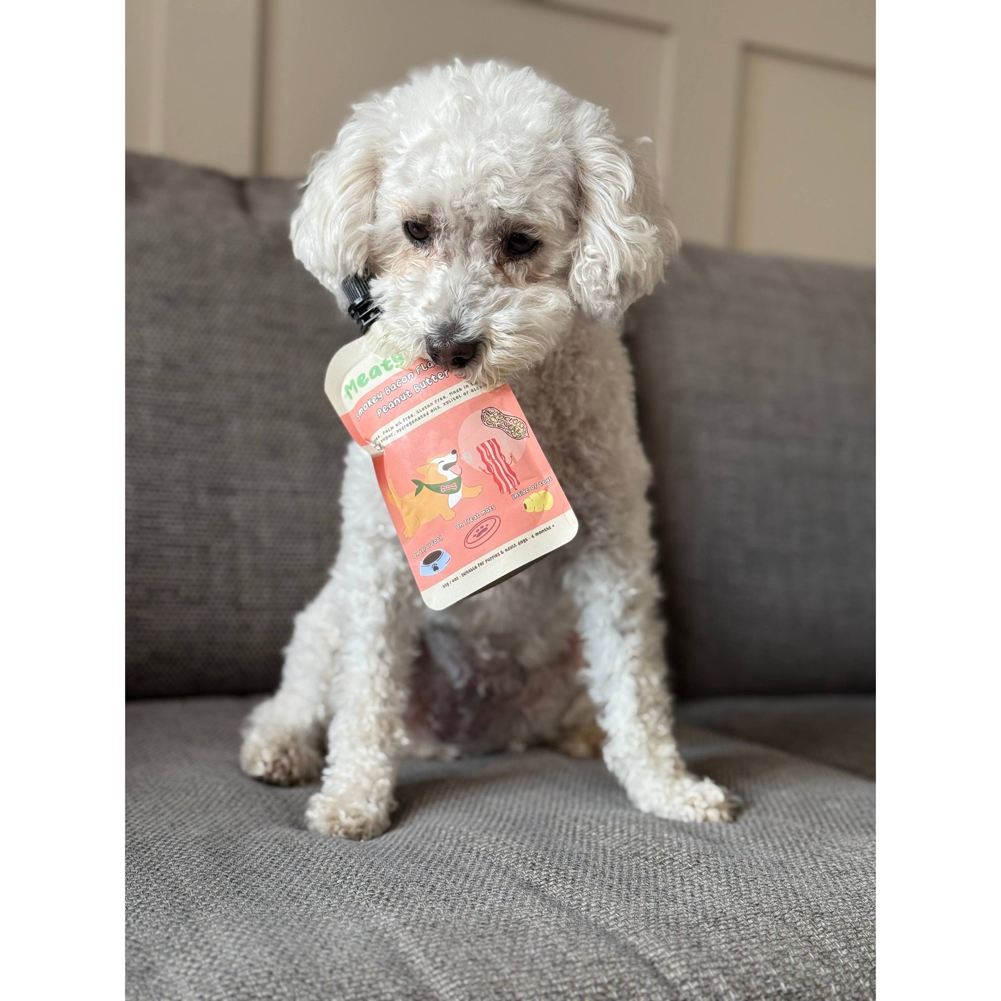 White dog holding a pink package on a gray couch