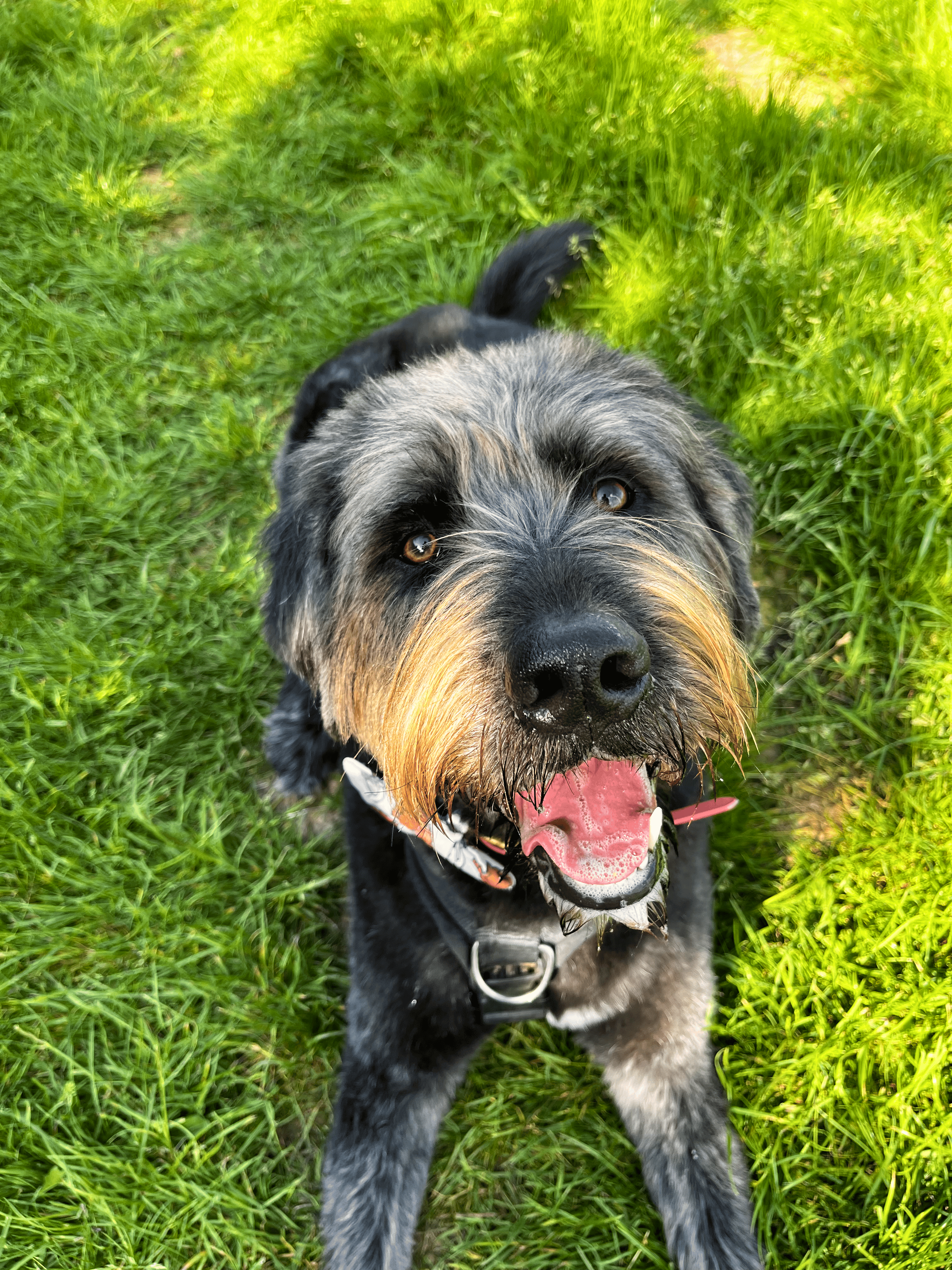 Dog with a happy expression standing on grass