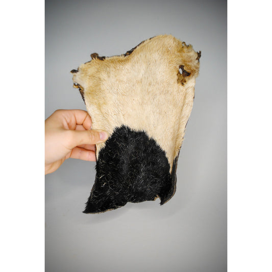 Hand holding a piece of dried cow skin with black and beige colors on a gray background