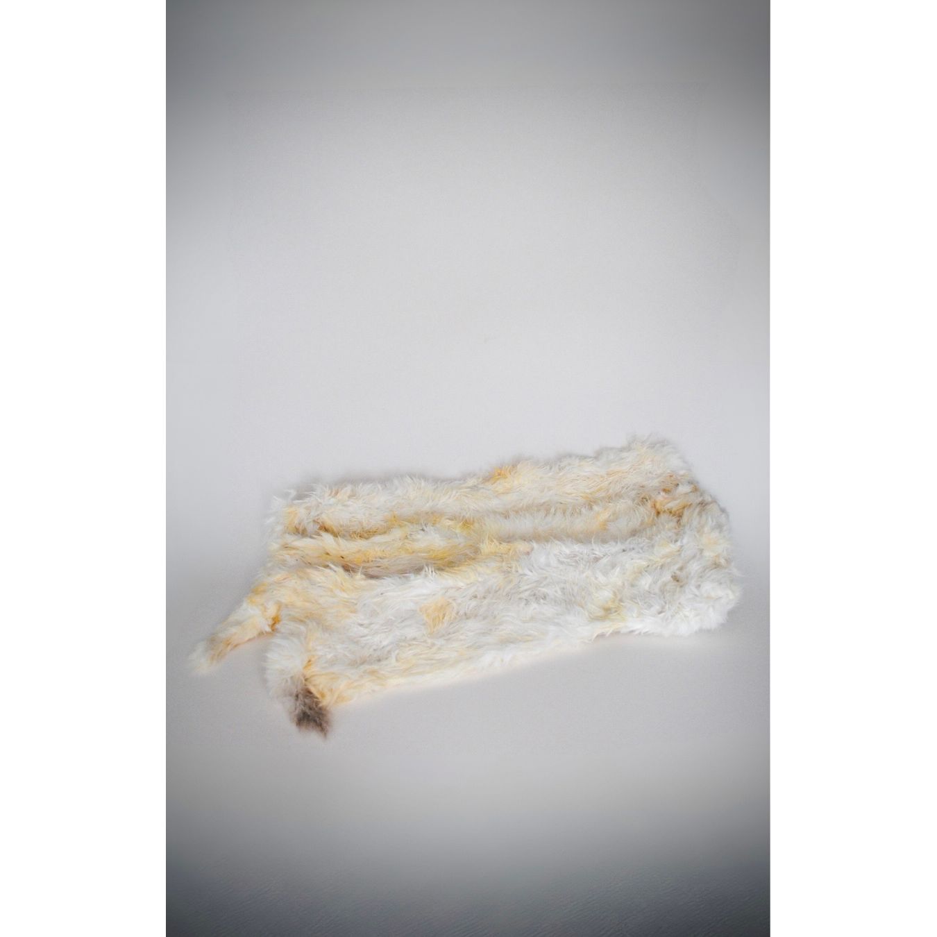 Dried Hairy rabbit skin, on a grey background