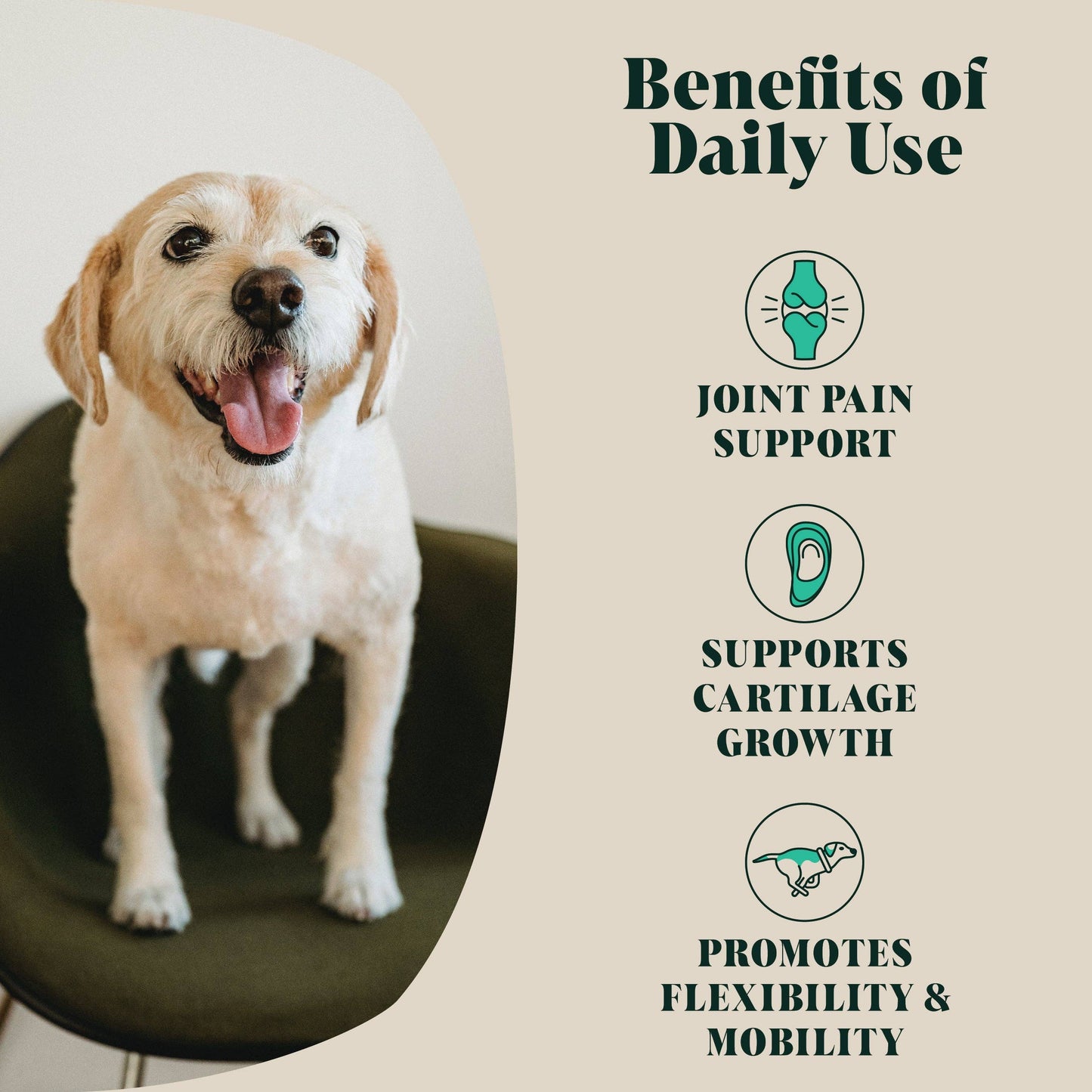 Dog standing on a cushion with text about joint health benefits on a beige background